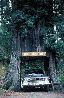 Redwood Prints: Tree - Redwood Californian (Sequoia sempervirens) Car driving through hole cut in tree