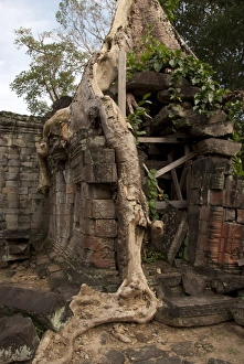 Roots Prints: Tree roots growing over walls of Khmer temple ruins, Ta Prohm, Angkor, Siem Riep, Cambodia
