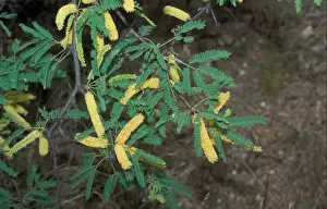 Fabaceae Prints: Tree-Screwbean Mesquite (Prosopis pubescens) Arizona Desert, USA