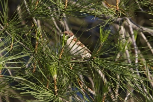 Passer Prints: Tree Sparrow in Stone Pine tree - Spain