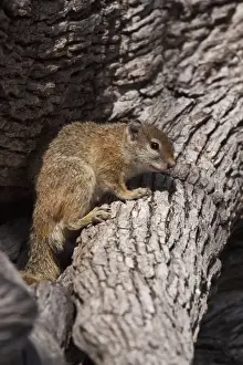 Tree Squirrel - A common but mainly solitary squirrel found in savannahbushveld and wood areas - Botswana