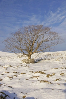 Protects Prints: Tree with stone wall protection in snow, Malham Tarn, Malhamdale, Yorkshire Dales N. P