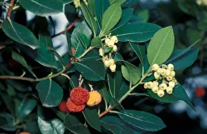 Ericaceae Prints: Tree - Strawberry (Arbutus unedo) close-up of branch with leaves & fruit