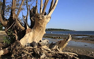 Roots Prints: Tree stump on beach with incoming tide, Bembridge, Isle of Wight, England, june