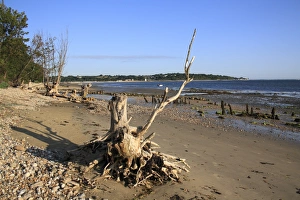 Roots Prints: Tree stumps on beach with incoming tide, Bembridge, Isle of Wight, England, june