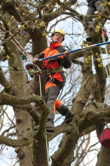 Jobs Prints: Tree surgeon working in deciduous tree, Norfolk, England, April