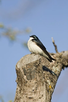 Sun Light Prints: Tree Swallow (Tachycineta bicolor) adult male