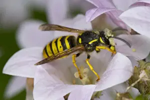 Vespa Prints: Tree Wasp (Dolichovespula sylvestris) adult worker