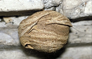 Tree Wasp hive