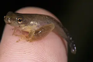 Size Prints: Treefrog (Dendropsophus sp. ) newly metamorphosed froglet
