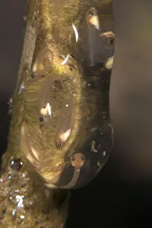 Tree Frog Prints: Treefrog (Hyla sp. ) tadpoles, ready to hatch from jelly clutch hanging above pond in tropical forest