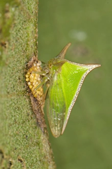 Guards Prints: Treehopper (Membracidae sp. ) adult female