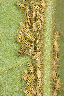 Nymph Prints: Treehopper (Membracidae sp. ) young nymphae