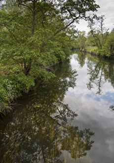River Bank Prints: Trees growing on riverbank, River Avon, Stoneleigh, Warwickshire, England, may