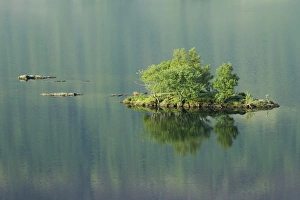 Trees growing on small island reflected in lake, Crummock Water, Lake District N. P. Cumbria, England, June