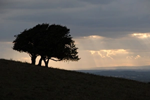 South Downs Prints: Trees on hillside silhouetted at sunset