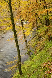 Slopes Prints: Trees with leaves in autumn colour