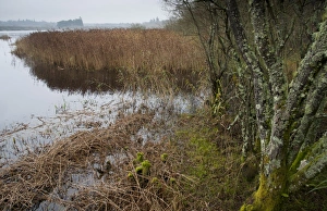 Trees and reedbed at edge of freshwater loch, Loch of Kinnordy RSPB Nature Reserve, Kingoldrum, Angus, Scotland