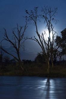 Moon Prints: Trees beside river with roosting herons and vultures at night