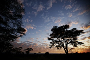 Sunrise Prints: Trees silhouetted at sunrise, Lake Nakuru N. P. Great Rift Valley, Kenya, January