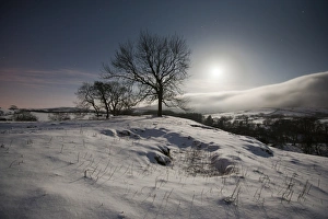 Trees and snow by moonlight at night, Dinkling Green Farm, Whitewell, Clitheroe, Lancashire, England, february