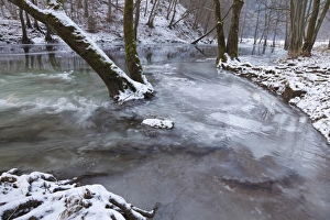 Brooks Prints: Trees standing in icy river, River Kyll