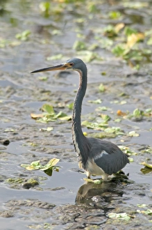 Wading Prints: Tricoloured Heron (Egretta tricolor) adult, wading in water, Florida, U. S. A. november