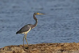 Heron Prints: Tricoloured Heron (Egretta tricolor ruficollis) adult