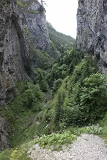 Gorge Prints: Trigrad Gorge nesting habitat of the Wallcreeper - Bulgaria