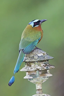 West Indian Prints: Trinidad Motmot (Momotus bahamensis) adult