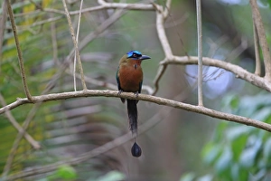Trinidad Motmot (Momotus bahamensis) adult, perched on branch, Tobago, Trinidad and Tobago, May