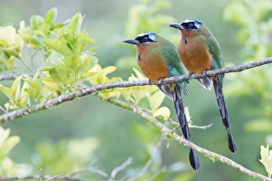 West Indian Prints: Trinidad Motmot (Momotus bahamensis) adult pair