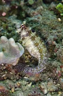 Triplespot Blenny (Crossosalarias macrospilus) adult, Lembeh Straits, Sulawesi, Sunda Islands, Indonesia, January