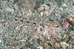 Gobies Prints: Triplespot Goby (Oplopomus caninoides) adult