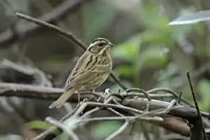 Oriental Prints: Tristrams Bunting (Emberiza tristrami) adult female