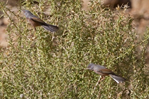 Warblers Prints: Tristrams Warbler (Sylvia deserticola) adult pair, perched on bush, Morocco, March