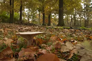 Trooping Funnel (Clitocybe geotropa) fruiting bodies, growing amongst fallen leaves in woodland habitat, Derbyshire