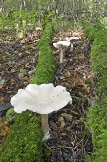Coppiced Prints: Trooping Funnel (Clitocybe geotropa) fruiting bodies
