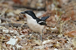 Chobe Prints: Tropical Boubou (Laniarius aethiopicus) adult