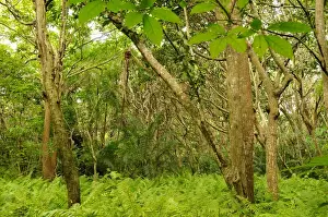Interiors Prints: Tropical forest interior, habitat of Zanzibar Red Colobus (Procolobus kirkii)