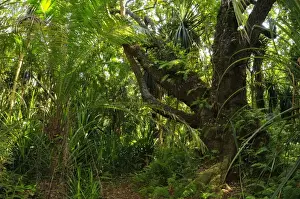 Tropical forest interior, habitat of Zanzibar Red Colobus (Procolobus kirkii), Jozani Forest, Zanzibar, Tanzania