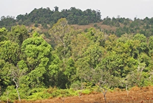Burning Prints: Tropical forest kept open by periodic burning, Dakdam Highland, Cambodia, January