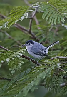 Insectivore Prints: Tropical Gnatcatcher (Polioptila plumbea superciliaris) adult male
