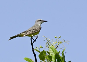 Tyrant Flycatcher Prints: Tropical Kingbird (Tyrannus melancholicus) adult