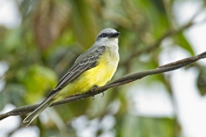 Tropical Kingbird (Tyrannus melancholicus) adult, perched on wire in rainforest, Ecuador, November