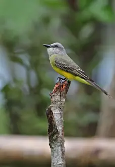 Tropical Kingbird (Tyrannus melancholicus satrapa) adult, perched on post, Chagres River, Panama, November