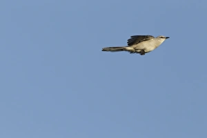 Tropical Mockingbird (Mimus gilvus) adult, in flight with wings held back, Yucatan Peninsula, Mexico, October