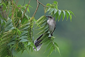 Mockingbird Prints: Tropical Mockingbird (Mimus gilvus) adult