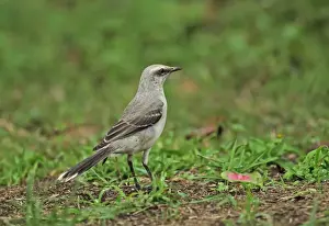 Mockingbird Prints: Tropical Mockingbird (Mimus gilvus tolimensis) adult