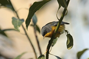New World Prints: Tropical Parula (Parula pitiayumi) adult